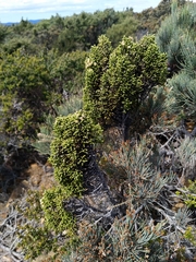 Ozothamnus scutellifolius