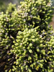 Ozothamnus scutellifolius