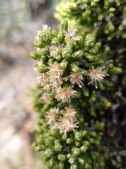 Ozothamnus scutellifolius
