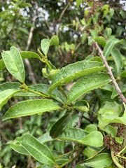 Cassipourea malosana