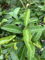 Cassipourea malosana