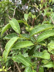 Cassipourea malosana