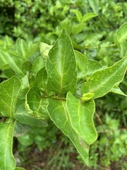 Afrocanthium mundianum