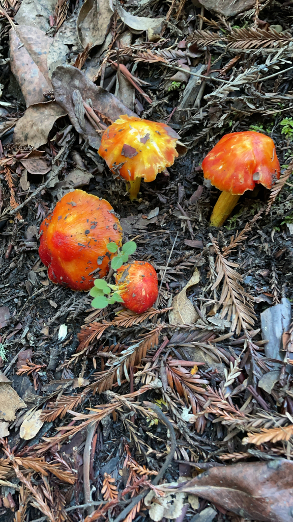 Hygrocybe laetissima · January 2026 · photo: © dkincmbria (iNaturalist, cc0)