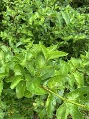 Afrocanthium mundianum