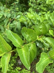 Afrocanthium mundianum