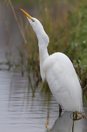 Great Egret, Schiedam, Nederland, photo 7 of 10