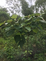 Ficus grossularioides