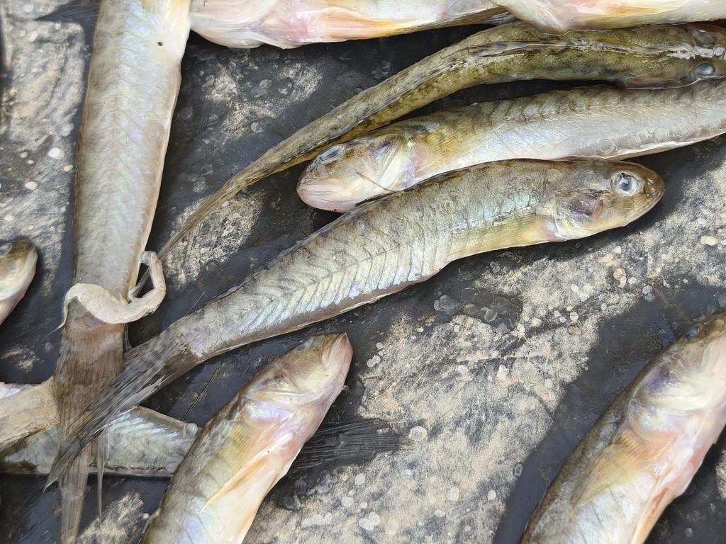 Estuary Goby