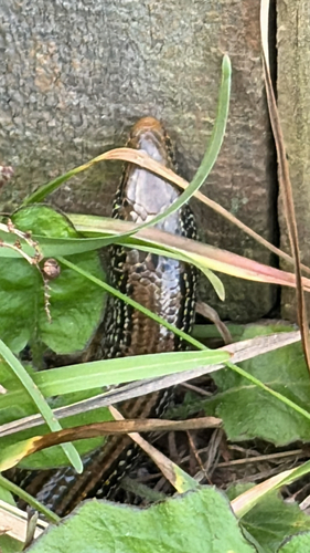 Eastern Glass Lizard observed by hpropst24