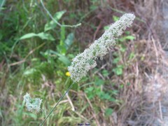 Dactylis glomerata hispanica
