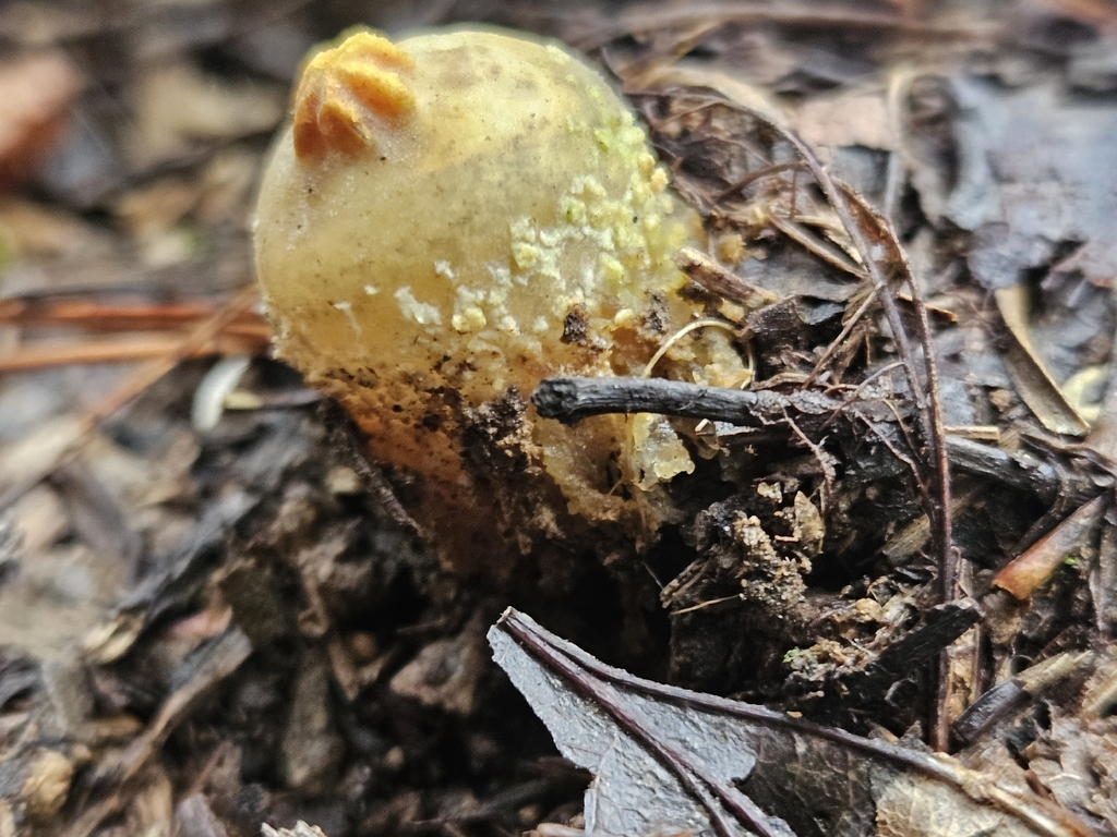 Calostoma ravenelii · January 2026 · photo: © willingarden (iNaturalist, cc-by)