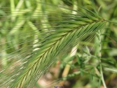 Hordeum murinum leporinum
