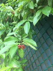 Tetracera indica