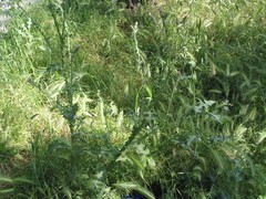 Hordeum murinum leporinum