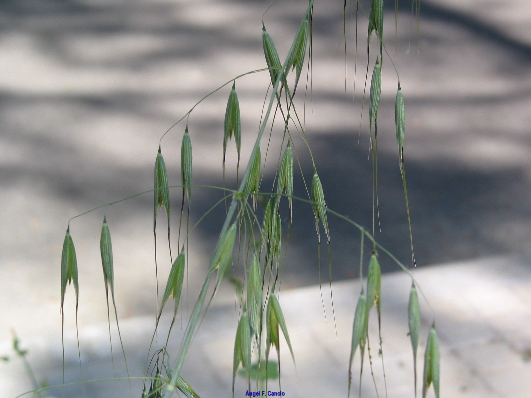 (c) Ángel Fernández Cancio, certains droits réservés (CC BY-NC) https://www.inaturalist.org/observations/38211469