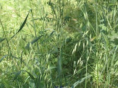 Avena sterilis