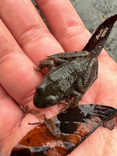 Green Frog observed by the-creature