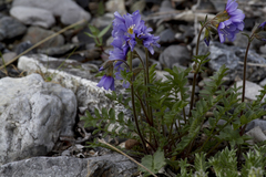 Polemonium boreale