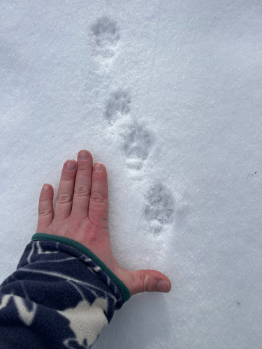 iNaturalist observation 2026-01-10