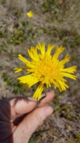 Podolepis decipiens