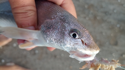 Southern kingcroaker (Menticirrhus americanus) — Sciaenidae — 5