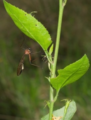 Bittacidae