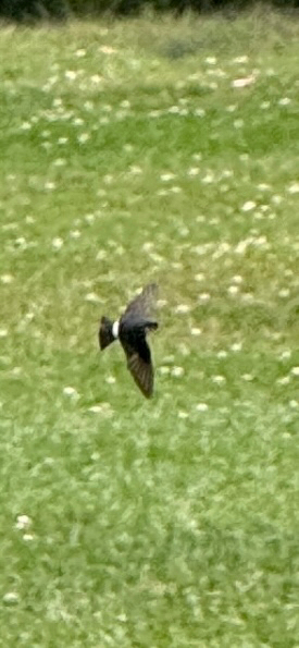 Chilean Swallow (Tachycineta leucopyga), photo 3