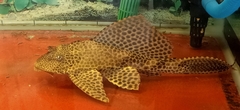 Pterygoplichthys gibbiceps