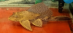 Pterygoplichthys gibbiceps