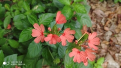Crossandra nilotica