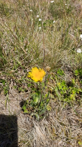 Podolepis decipiens, photograph 2
