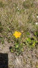 Podolepis decipiens, photograph author not stated, no rights reserved