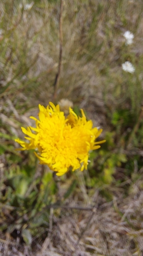 Podolepis decipiens, photograph 3