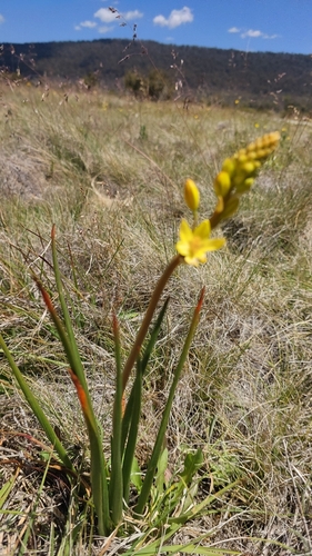 rock lily (Bulbine glauca)