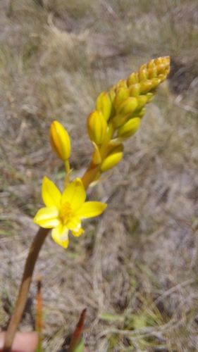 Bulbine glauca