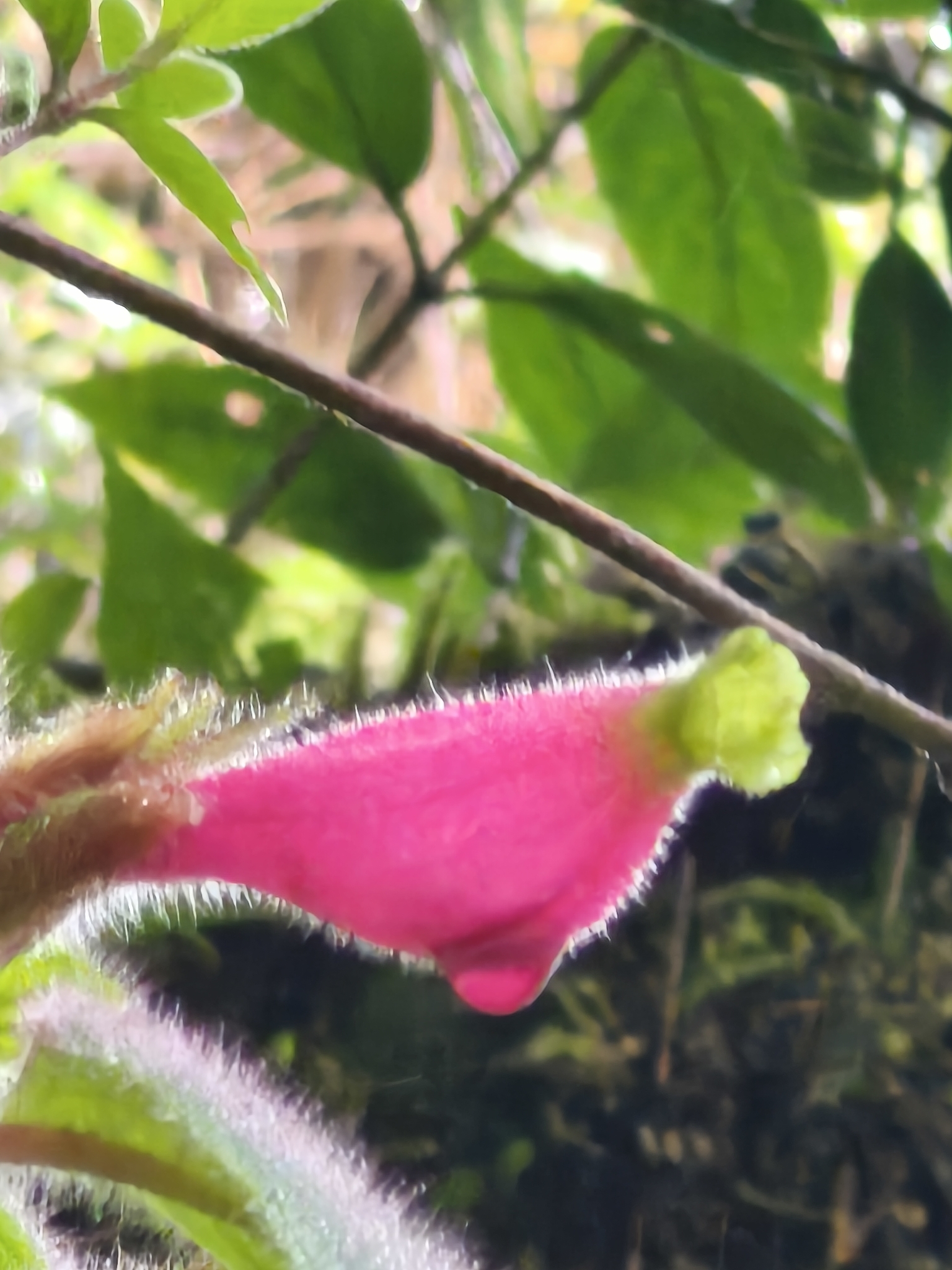 Columnea trollii
