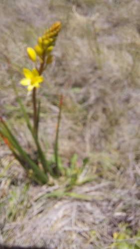 Bulbine glauca