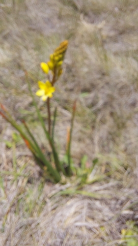 Bulbine glauca