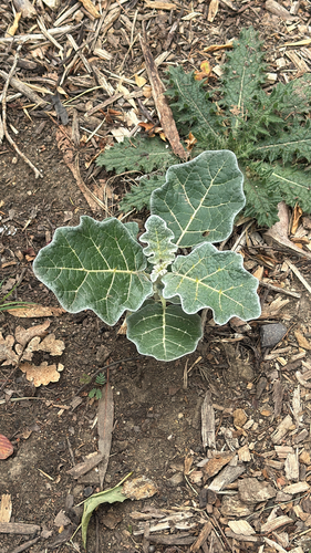 Solanum marginatum, photograph 2