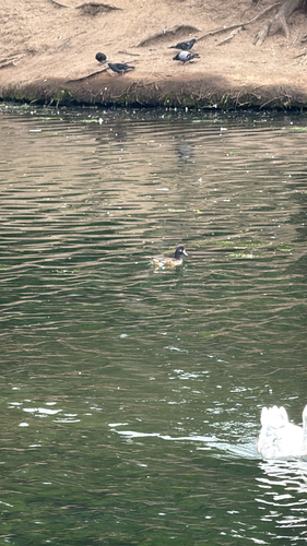 Chiloe Wigeon (Mareca sibilatrix), photo 4