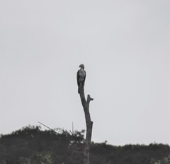 Nisaetus cirrhatus limnaeetus