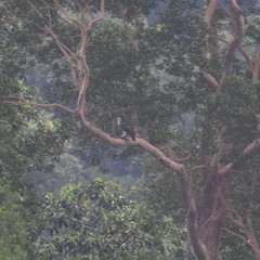 Nisaetus cirrhatus limnaeetus