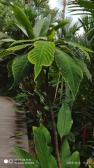 Ardisia gigantifolia