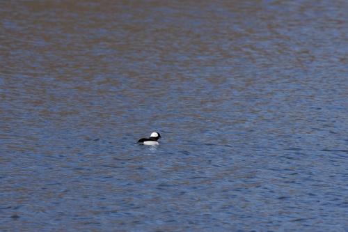 Bufflehead photographed in Oklahoma