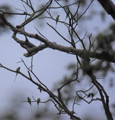 Psittacula longicauda