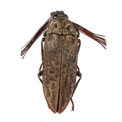 Callirhipidae