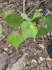 Mallotus paniculatus