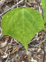 Mallotus paniculatus