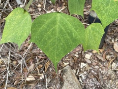 Mallotus paniculatus